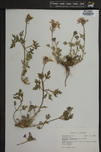 Verbena canadensis image