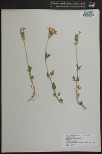 Verbena canadensis image