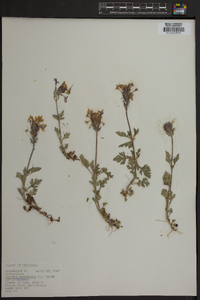 Verbena canadensis image