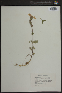 Verbena canadensis image