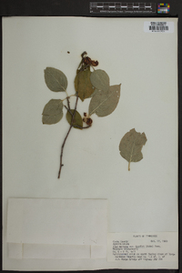 Ilex montana var. beadlei image