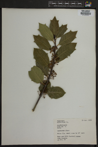 Ilex vomitoria image