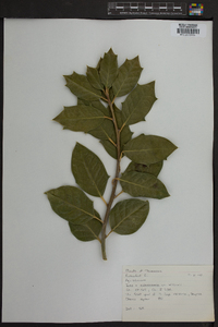 Ilex x attenuata image