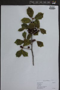 Ilex aquifolium image