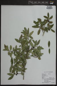 Ilex vomitoria image