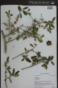 Ilex vomitoria image