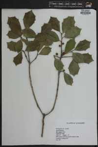 Ilex vomitoria image