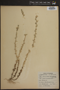 Triodanis perfoliata var. biflora image