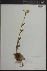 Aster nemoralis image