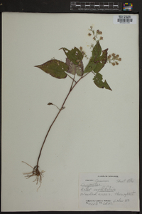 Symphyotrichum dumosum var. dumosum image