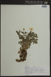 Astranthium integrifolium image