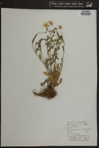 Astranthium integrifolium image