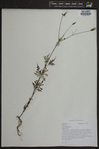 Bidens bipinnata image