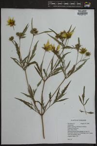 Bidens aristosa image