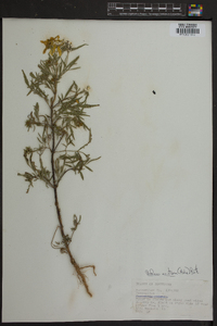 Bidens aristosa image