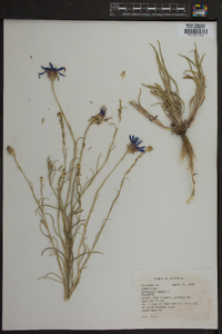 Centaurea cyanus image