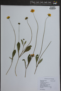 Coreopsis auriculata image