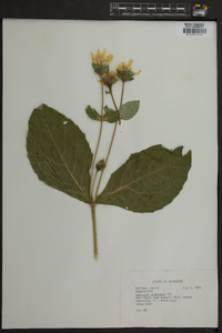 Coreopsis pubescens image