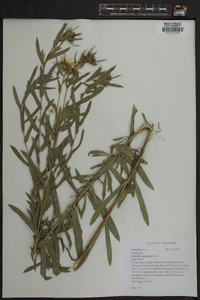 Grindelia lanceolata image