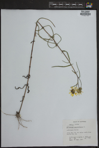 Helianthus angustifolius image