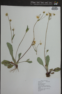 Hieracium venosum image