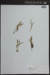 Hieracium pilosella image