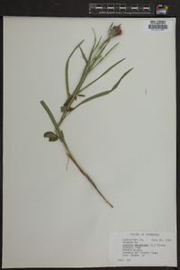 Liatris squarrosa image