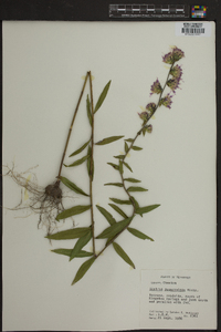 Liatris squarrulosa image