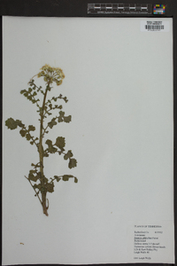 Packera glabella image