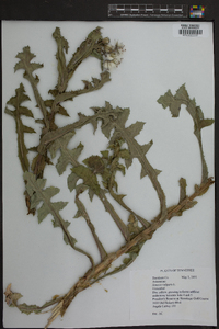 Senecio vulgaris image