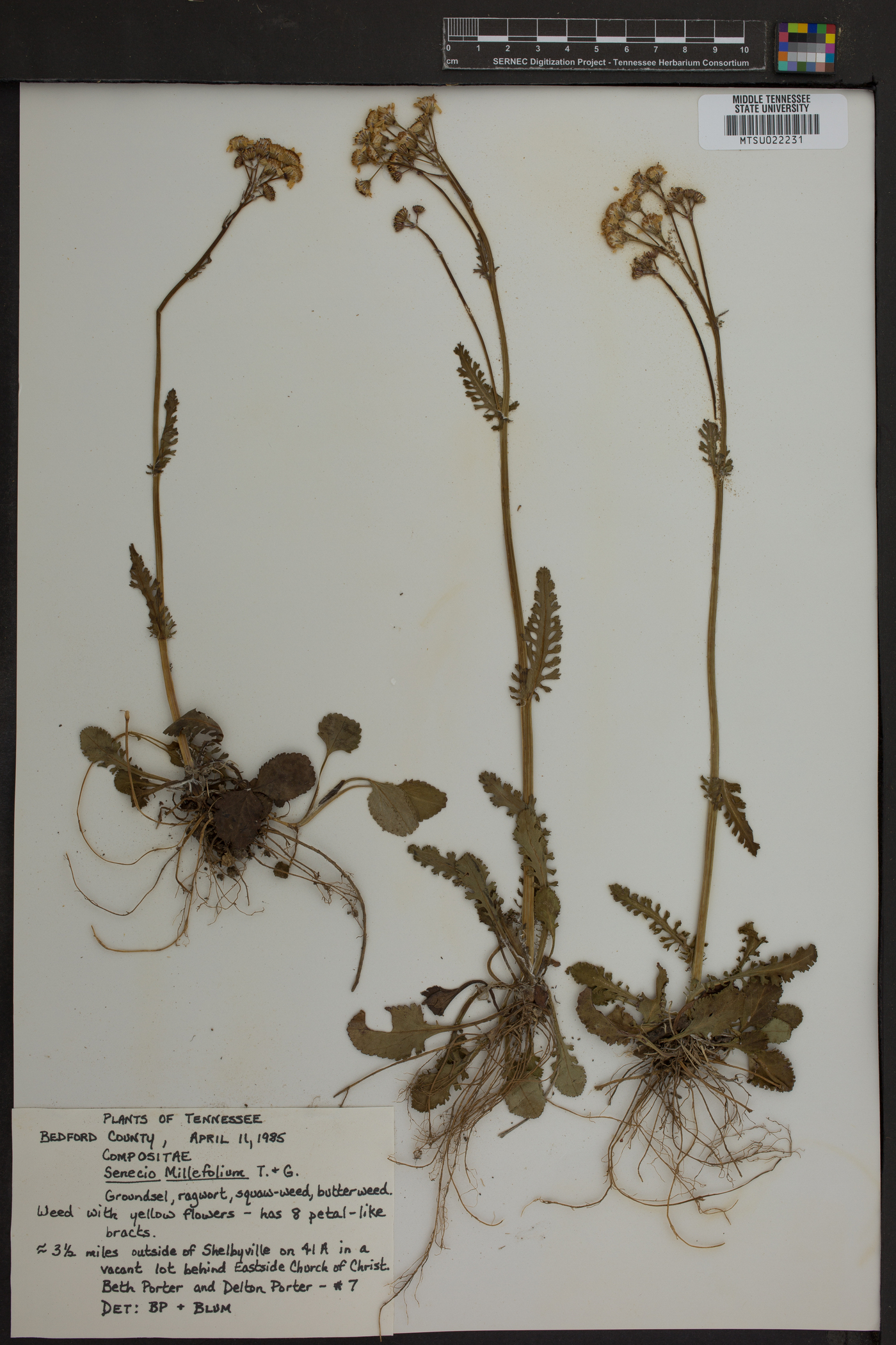 Senecio millefolium image