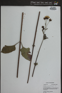 Silphium terebinthinaceum image