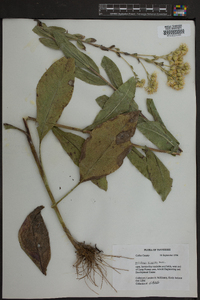 Solidago hispida image