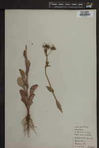 Sonchus arvensis image