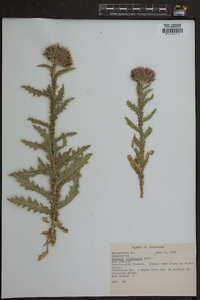 Sonchus arvensis subsp. uliginosus image