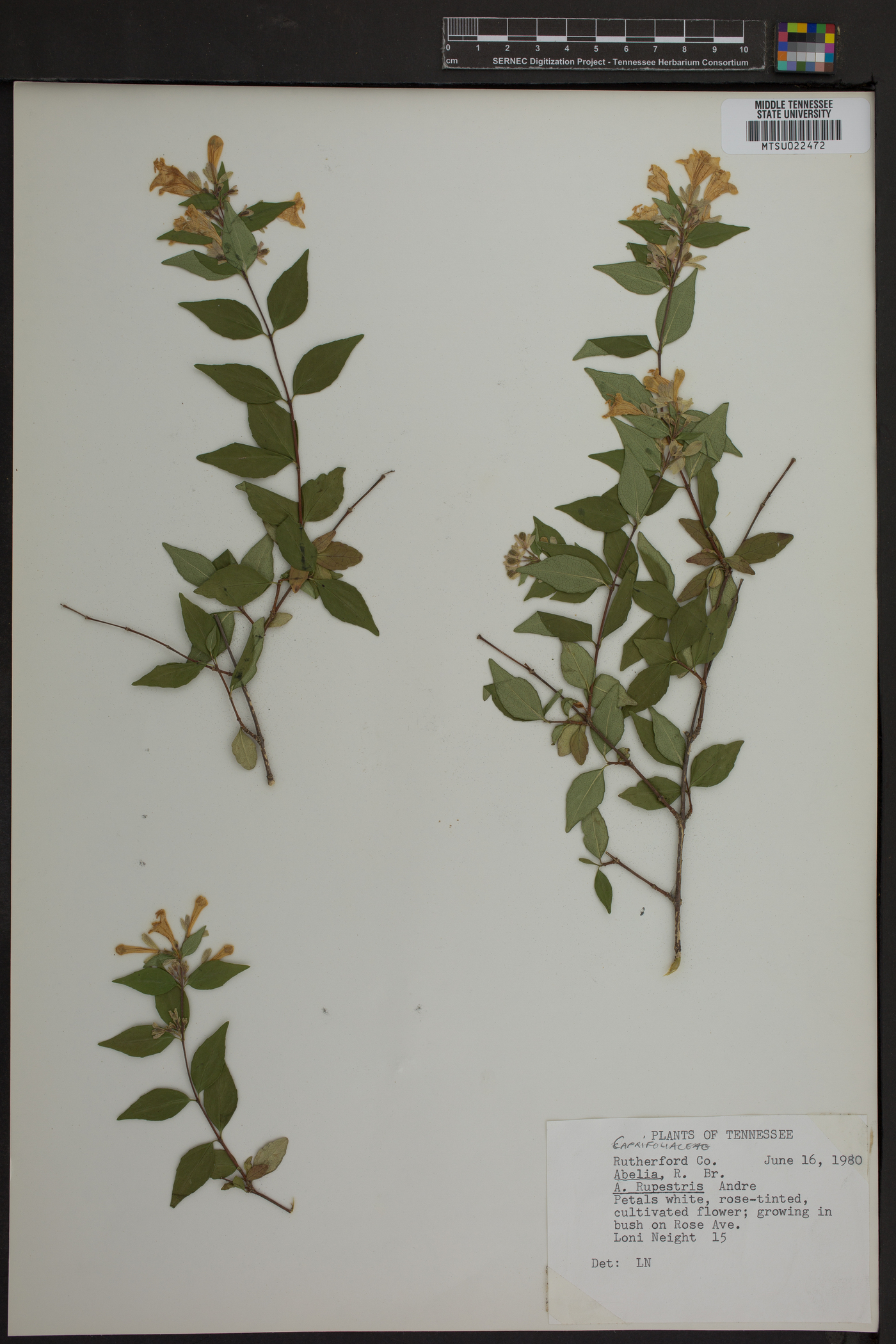 Abelia grandifolia image