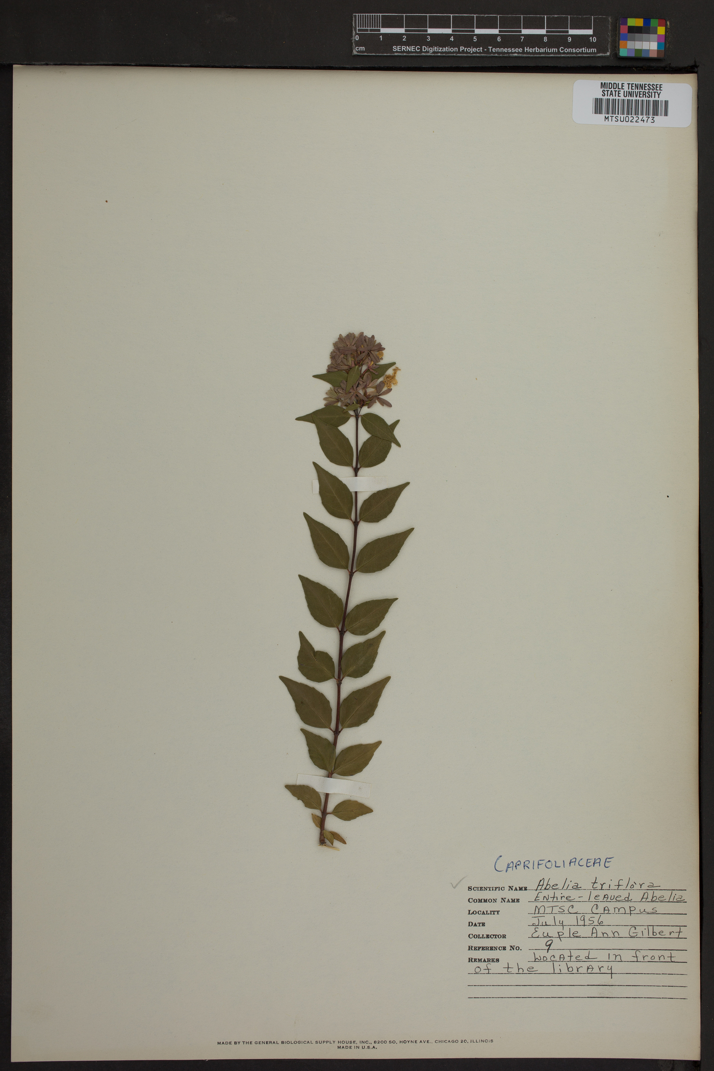 Abelia triflora image
