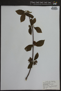 Calycanthus floridus image