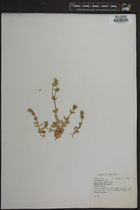 Cerastium nutans image