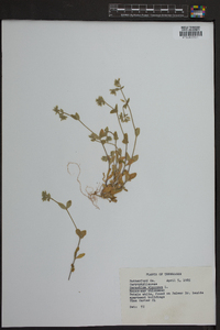 Cerastium viscosum image