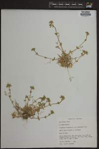 Cerastium fontanum subsp. vulgare image