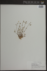 Holosteum umbellatum image