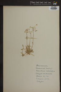 Holosteum umbellatum image