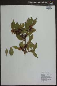 Lonicera maackii image