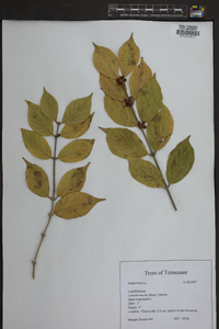 Lonicera maackii image