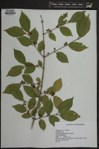 Lonicera maackii image