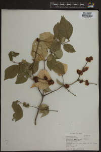 Lonicera maackii image