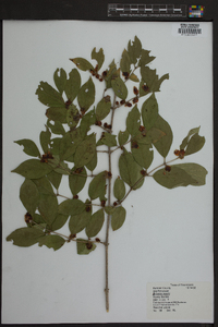 Lonicera maackii image