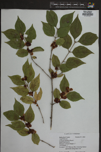 Lonicera maackii image