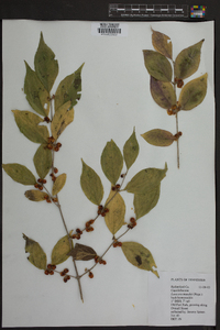 Lonicera maackii image